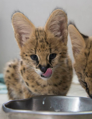 Illustration for article titled ZOMG BABY SERVALS!!!